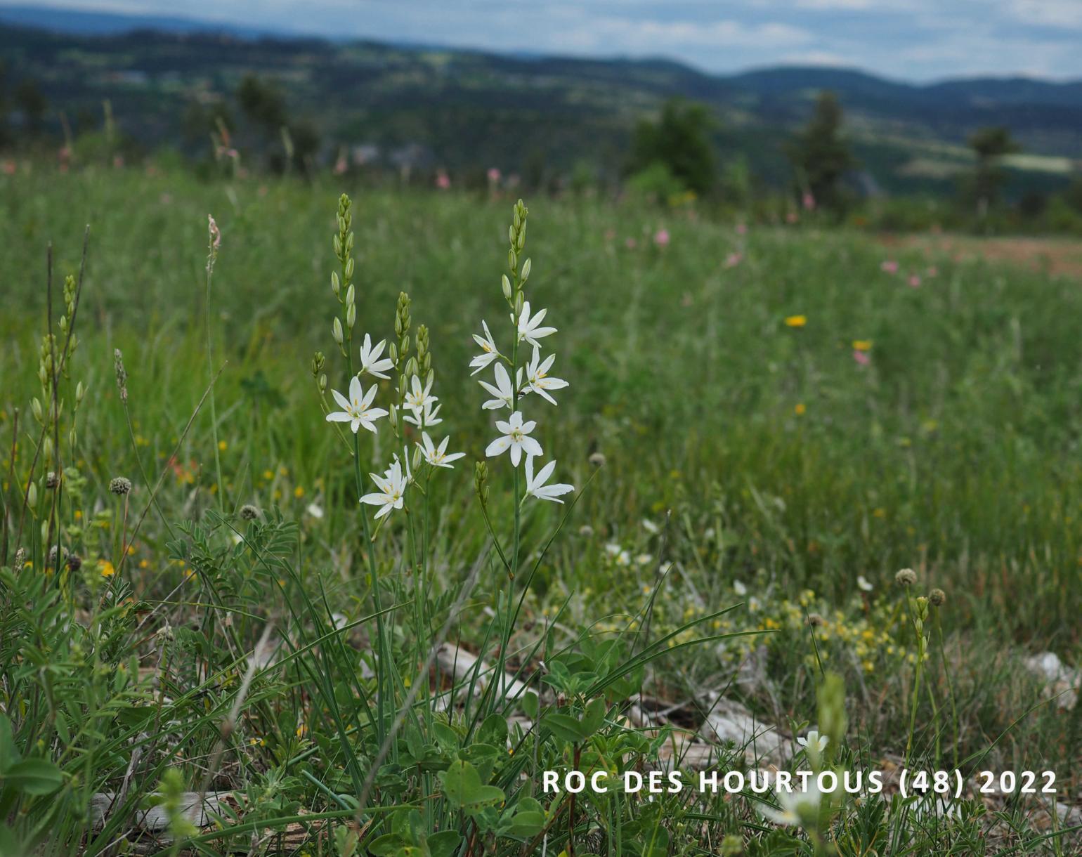 St.Bernard's Lily